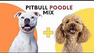 All About the Pitbull Poodle Mix