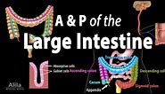 Anatomy and Physiology of the Large Intestine, Animation