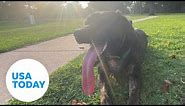 Meet Zoey: Guinness World Record holder for longest dog tongue | USA TODAY