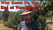 Why Are Roses Planted On The End Of Vine Rows? Is it important for wine or just a nice look?