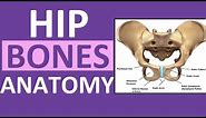Pelvis Hip Bones Anatomy (Os Coxae, Pelvic Girdle) - Ilium, Ischium, Pubis