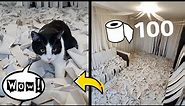 We Made a Room of Toilet Paper. The Cat Has Gone Mad!