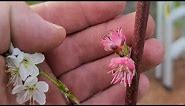 How to POLLINATE without Bees, hand pollinating, self pollinating fruit trees, no bees