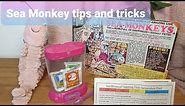 How to set up a basic Sea Monkey tanks (tips & tricks)