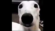 White dog shivering meme