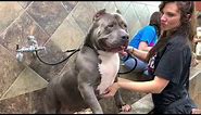 375LBs of PITBULL TERRIERS TAKE OVER PET STORE; BIGGEST BLUENOSE PITBULLS IN THE WORLD TAKE A BATH!