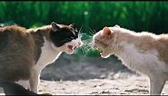 Cat VS Cat | Two Cats Fighting