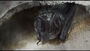 Introducing the Barbastelle Bat