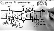 Cellular Respiration 5 - Oxidative Phosphorylation