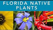 FLORIDA NATIVE PLANTS