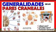 🥇 PARES CRANEALES (Generalidades). Resumen en 16 MINUTOS!