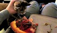 Tiny Growling Kitten eats pizza