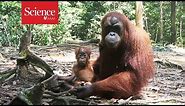 Orangutans are the only great apes—besides humans—to ‘talk’ about the past