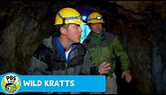 WILD KRATTS | To the Bat Cave! | PBS KIDS