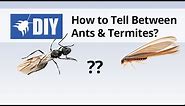 Termites vs Ants - How to Tell the Difference Between Ants & Termites