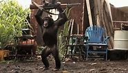 Ape With AK-47