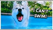 Husky FREAKS OUT While Learning to Swim!