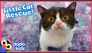 Tiny Cat Overcomes Vet Emergency And Finds A New Way To Say Thank You | Rescued! | Dodo Kids