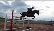 Morgan horse jumps Grand Prix height fences