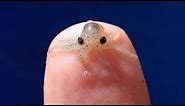 10 Smallest Animals In The World