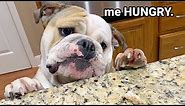 FAT Bulldog just wants to EAT!
