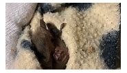 Gould's Long-eared Bats 🦇
