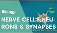 What are Nerve Cells, Neurons & Synapses? | Physiology | Biology | FuseSchool