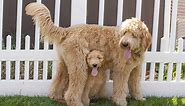 Goldendoodle Prices in 2024: Purchase Cost, Vet Bills, and More!