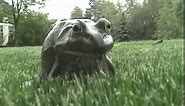 Funny Frog (Better Quality)