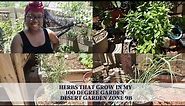 Herbs That Grow In My 100 Degree Garden - Desert Garden Zone 9b