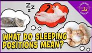 What Sleeping Positions Say About Your Cat