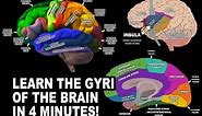 GYRI OF THE BRAIN - LEARN IN 4 MINUTES