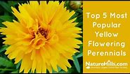 Top 5 Most Popular Yellow Flowering Perennials | NatureHills.com