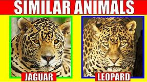 Animals That Look Alike | Similar Animals - Learn The Difference