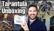 TARANTULA UNBOXING | SALMON PINK BIRD EATER!