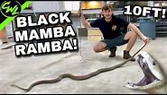 Black Mamba in a BAD MOOD!