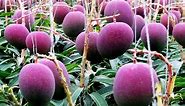 Purple Mango: Use, Health Benefits, And Why It's The World's Costliest Mango