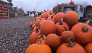 Avon Valley Country Park’s Spook-tastic season: The countries largest pick your own pumpkin farm