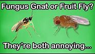 Which is it? Fungus Gnat or Fruit Fly?