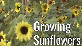 Sunflowers Facts
