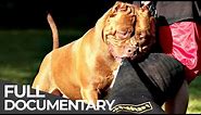 Giant Dog: The biggest pitbull in the world | Free Doc Bites | Free Documentary