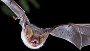 Bye bye, bats: Species’ population is declining across Georgia