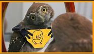 Dancing Owls Meme ♥️ Funny Owls and Cute Owls Compialtion