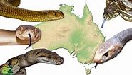 The 5 Largest Snakes in Australia