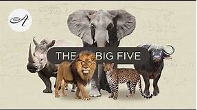 The Big Five in South Africa with Audley Travel