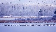 加拿大阿尔伯塔省，飞过麋鹿岛国家公园上空的加拿大黑雁（© Paul Horsley\u002FCorbis）