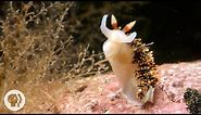 This Adorable Sea Slug is a Sneaky Little Thief | Deep Look