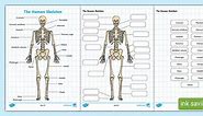 Human Skeleton Labelling Sheets