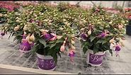 Bella Fuchsia -The finest selection of Fuchsia varieties - Garden Plant with Flowers all summer long