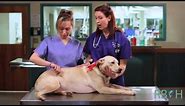 How to Check Your Pet's Vital Signs
